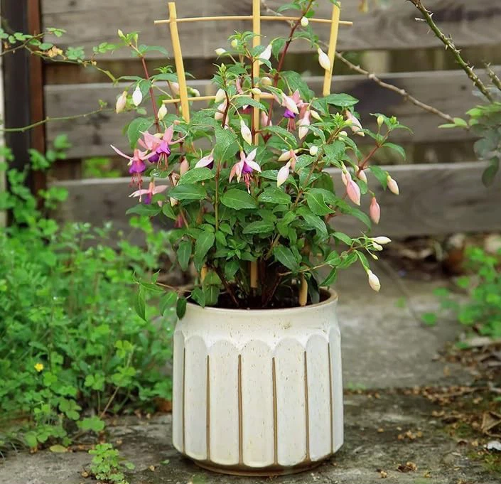 Bamboo Garden Trellis